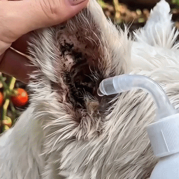👩‍⚕️Celsiora® Pet Ear Cleansing Solution✅upserll